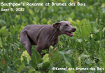 Thumbnail of Southpaw's Roxanne at Brumes des Bois