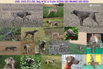 Thumbnail of Djinn des Brumes des Bois