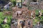 Thumbnail of Leyton des Brumes des Bois